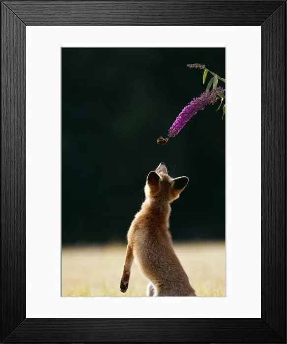 Framed Print : Red Fox - cub jumping for butterfly - controlled conditions 14243 Framed Print : Red Fox - cub jumping for butterfly - controlled conditions 14243