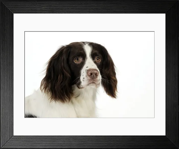 Framed Print : DOG - English springer spaniel (head shot) Framed Print : DOG - English springer spaniel (head shot)