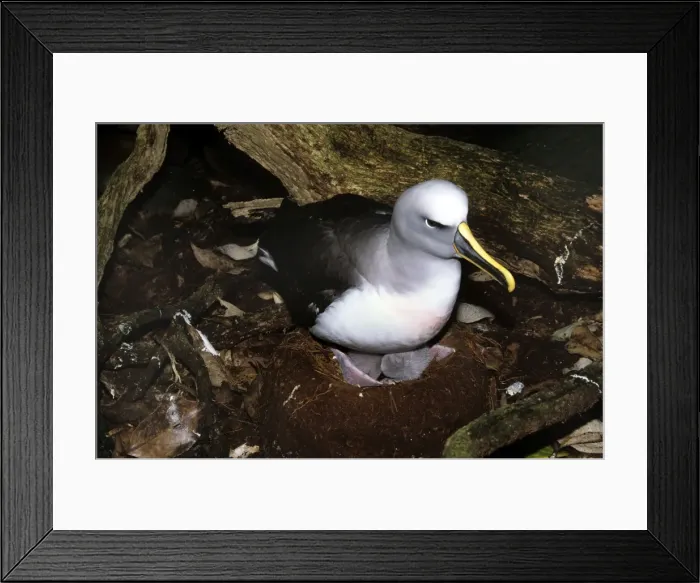 Framed Print : Southern Buller's Albatross - adult with newly hatched chicks Framed Print : Southern Buller's Albatross - adult with newly hatched chicks