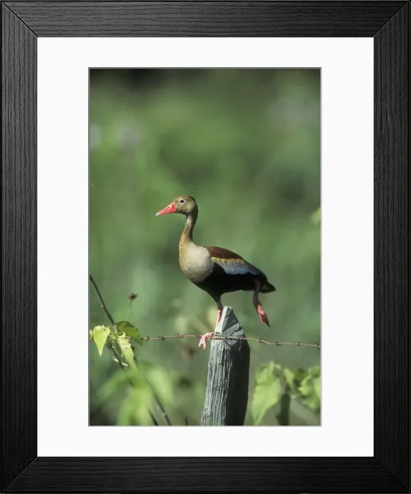 Framed Print : Black-bellied Whistling Duck FG 12342 South America Dendrocygna autumnalis discolor © Fancois Gohier / ardea. com Framed Print : Black-bellied Whistling Duck FG 12342 South America Dendrocygna autumnalis discolor © Fancois Gohier / ardea. com