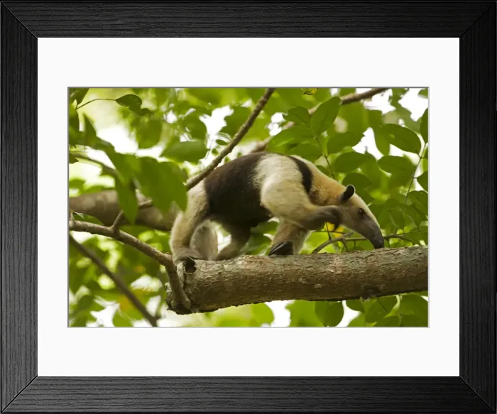 Framed Print : Northern Tamandua - feeding in tree - Costa Rica Framed Print : Northern Tamandua - feeding in tree - Costa Rica