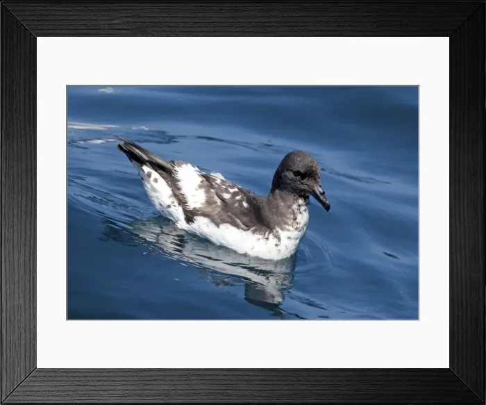 Framed Print : Cape Petrel - on the water - offshore from Kaikoura, South Island, New Zealand Framed Print : Cape Petrel - on the water - offshore from Kaikoura, South Island, New Zealand