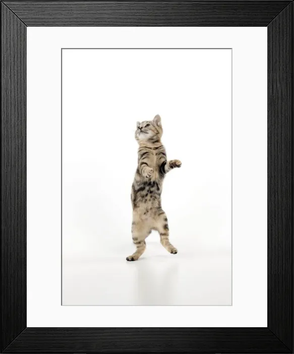 Framed Print : CAT - Kitten jumping Framed Print : CAT - Kitten jumping