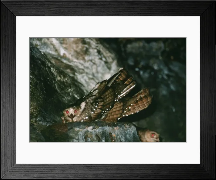 Framed Print : Oilbird DE 1774 Steatornis caripensis © M. D. England / ardea. com Framed Print : Oilbird DE 1774 Steatornis caripensis © M. D. England / ardea. com
