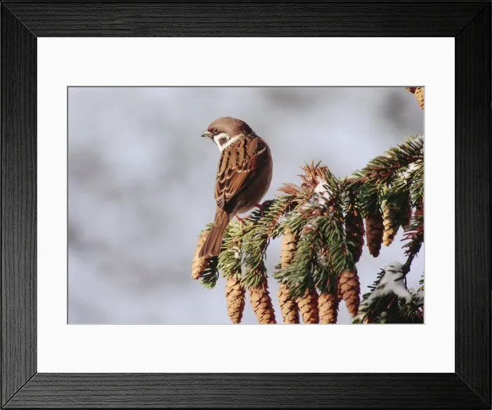 Framed Print : Tree Sparrow AL 2029 Passer montanus © Ake Lindau / ardea. com Framed Print : Tree Sparrow AL 2029 Passer montanus © Ake Lindau / ardea. com
