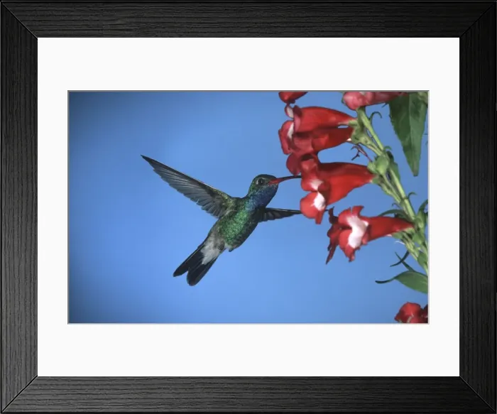 Framed Print : Broad-Billed Hummingbird FG 12412 Male in flight feeding from flower - South Arizona, USA Cynanthus latirostris © Francois Gohier / ardea. com Framed Print : Broad-Billed Hummingbird FG 12412 Male in flight feeding from flower - South Arizona, USA Cynanthus latirostris © Francois Gohier / ardea. com