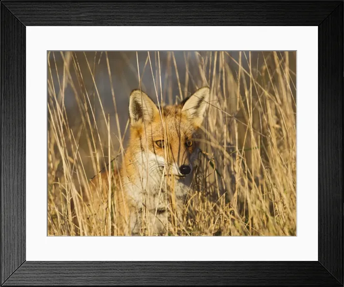 Framed Print : Red Fox - in long grass - controlled conditions 15048 Framed Print : Red Fox - in long grass - controlled conditions 15048