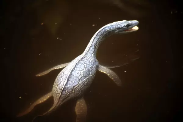 Prehistoric Reconstruction: Plesiosaurus macrocephalus - Immature specimen swimming on the surface - Lower Lias of Lyme Regis - Jurassic