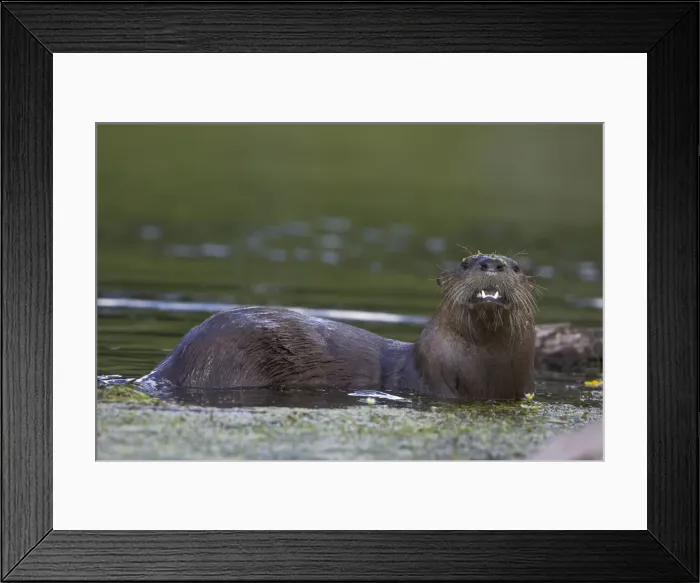 Framed Print : River Otter - swimming - Wyoming - USA
