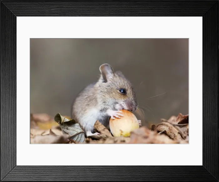 Framed Print : Wood Mouse - with hazelnut - UK Framed Print : Wood Mouse - with hazelnut - UK