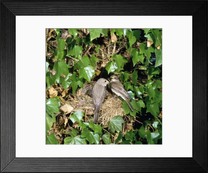 Framed Print : Spotted Flycatcher - pair at nest Framed Print : Spotted Flycatcher - pair at nest