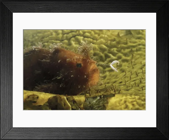 Framed Print : Striped anglerfish Australia KAT00864 Framed Print : Striped anglerfish Australia KAT00864