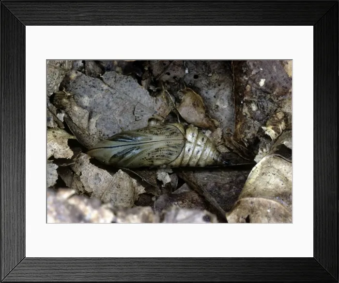 Framed Print : Hummingbird Hawk Moth - pupa Framed Print : Hummingbird Hawk Moth - pupa