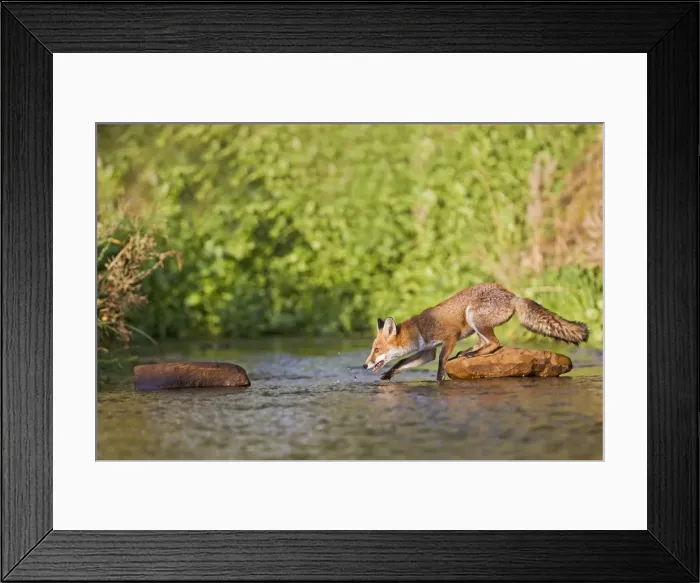 Framed Print : Red Fox - crossing stream - controlled conditions 14685 Framed Print : Red Fox - crossing stream - controlled conditions 14685