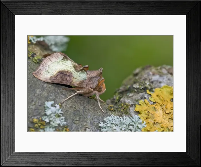 Framed Print : Burnished Brass Moth - on branch with lichens - Lincolnshire - England Framed Print : Burnished Brass Moth - on branch with lichens - Lincolnshire - England