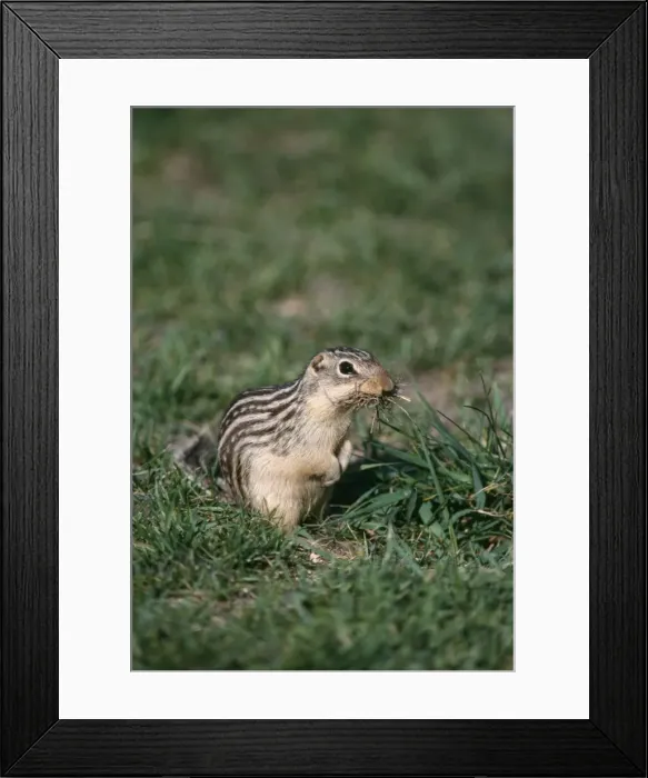 Framed Print : Thirteen-lined Ground Squirrel Framed Print : Thirteen-lined Ground Squirrel