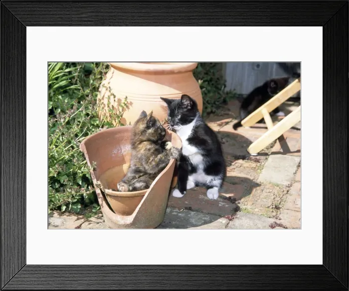 Framed Print : Cat - kittens playing in flowerpot Framed Print : Cat - kittens playing in flowerpot