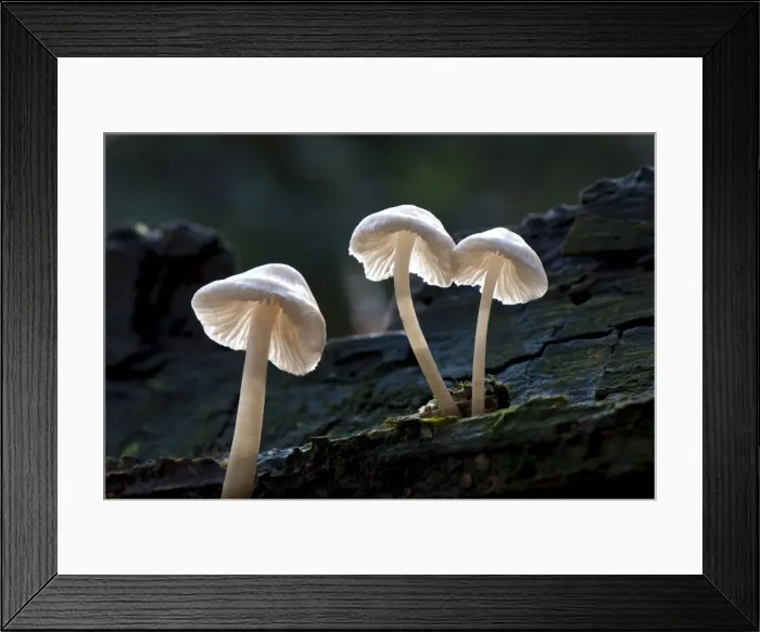 Framed Print : Porcelain Fungus - Nap Wood Nature Reserve, East Sussex. November. Habitat - on trunks of beech - often high up and in clusters. Edible Framed Print : Porcelain Fungus - Nap Wood Nature Reserve, East Sussex. November. Habitat - on trunks of beech - often high up and in clusters. Edible