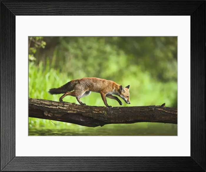 Framed Print : Red Fox - crossing stream on log - controlled conditions 14754 Framed Print : Red Fox - crossing stream on log - controlled conditions 14754