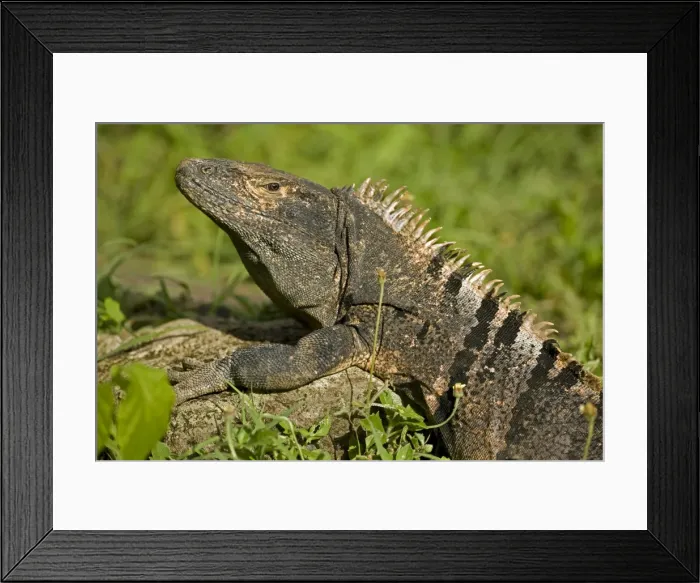 Framed Print : Spiny-tailed Iguana - Tropical dry forest - Santa Rosa National Park - Costa Rica Framed Print : Spiny-tailed Iguana - Tropical dry forest - Santa Rosa National Park - Costa Rica