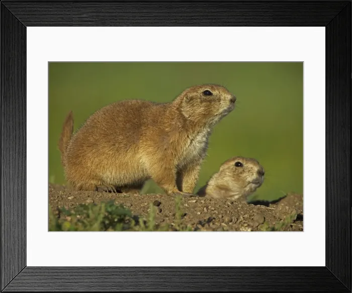 Framed Print : Blacktail Prairie Dog - Wyoming - USA Framed Print : Blacktail Prairie Dog - Wyoming - USA