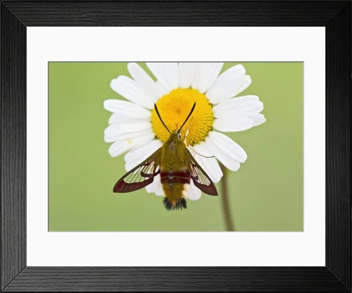 Framed Print : Broad-bordered Bee Hawkmoth - on flower 13248 Framed Print : Broad-bordered Bee Hawkmoth - on flower 13248