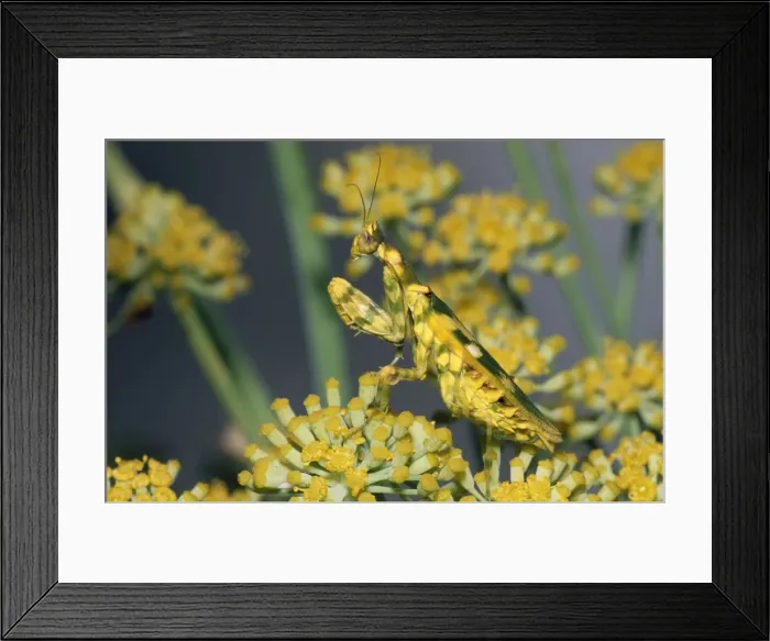 Framed Print : Flower Mantid - waiting for prey - Grahamstown - East Cape - South Africa Framed Print : Flower Mantid - waiting for prey - Grahamstown - East Cape - South Africa