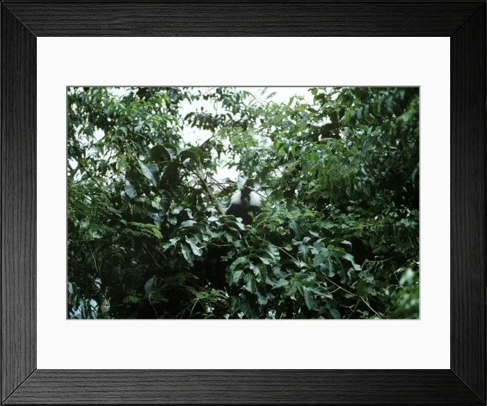 Framed Print : Angolan Black & White Colobus Monkey - Nyungve Forest - Rwanda Framed Print : Angolan Black & White Colobus Monkey - Nyungve Forest - Rwanda