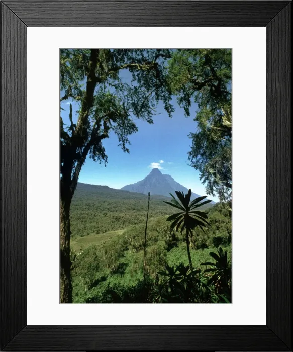 Framed Print : Rwanda AW 5704 Virunga Volcanoes, Mount Mikeno, Rwanda, Africa. © Adrian Warren  /  ARDEA LONDON