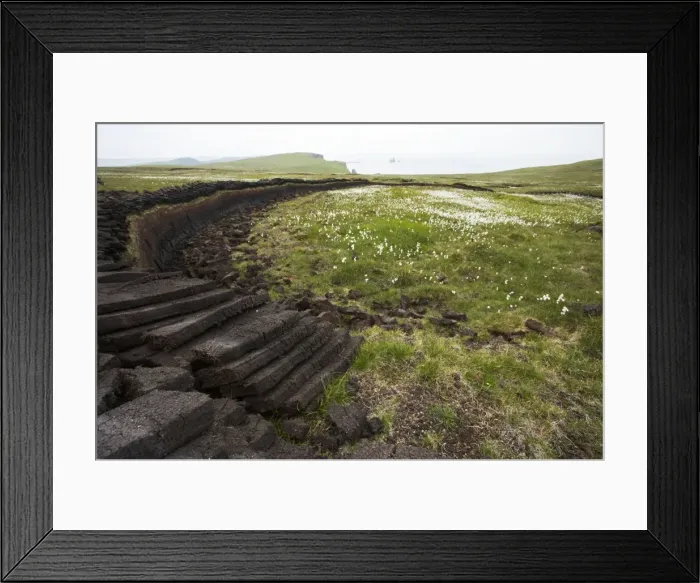 Framed Print : Peat Working and Cotton Grass with Coast beyond Eshaness, Shetland Mainland, UK LA003239 Framed Print : Peat Working and Cotton Grass with Coast beyond Eshaness, Shetland Mainland, UK LA003239