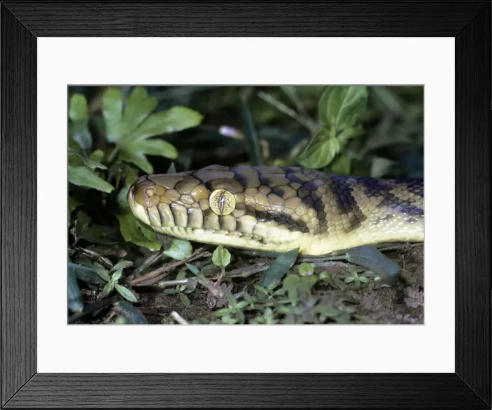 Framed Print : Amethyst / Amethystine / Scrub Python - close-up of head Framed Print : Amethyst / Amethystine / Scrub Python - close-up of head