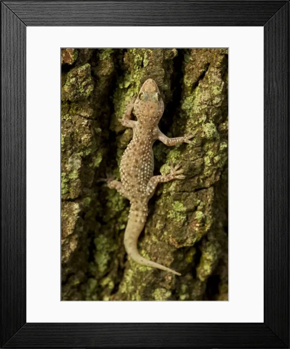 Framed Print : Mediterrranean Gecko - showing regenerated tail - Introduced to New Orleans in the 1940's on ships in the port - Native to Old World - lives around human habitation - Louisiana Framed Print : Mediterrranean Gecko - showing regenerated tail - Introduced to New Orleans in the 1940's on ships in the port - Native to Old World - lives around human habitation - Louisiana