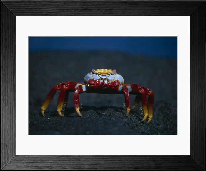 Framed Print : Sally Lightfoot Crab - Fernandina Island - Galapagos IN000182 Framed Print : Sally Lightfoot Crab - Fernandina Island - Galapagos IN000182