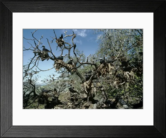 Framed Print : White-capped Noddy / Black Noddy - flock nesting in tree Framed Print : White-capped Noddy / Black Noddy - flock nesting in tree