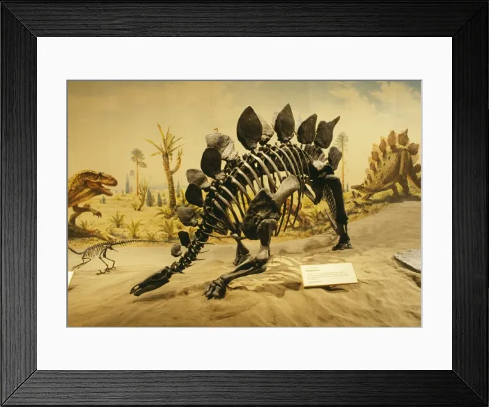 Framed Print : Stegosaurus Dinosaur - Display at Royal Tyrell Museum of Paleontology Alberta, Canada Framed Print : Stegosaurus Dinosaur - Display at Royal Tyrell Museum of Paleontology Alberta, Canada