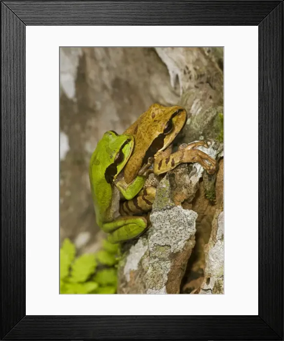 Framed Print : Masked Tree Frog / Treefrog - pair in amplexus - Tropical Rainforest - Costa Rica Framed Print : Masked Tree Frog / Treefrog - pair in amplexus - Tropical Rainforest - Costa Rica