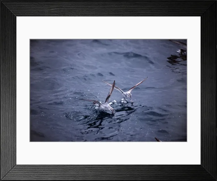 Framed Print : Fairy Prion Framed Print : Fairy Prion