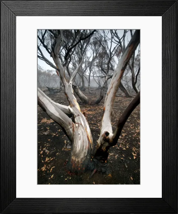 Framed Print : Snow Gum after bush fire JLR 43 Davies plain - Alpine National Park North East Victoria. Australia © Jean-Marc La-Roque / ardea. com Framed Print : Snow Gum after bush fire JLR 43 Davies plain - Alpine National Park North East Victoria. Australia © Jean-Marc La-Roque / ardea. com