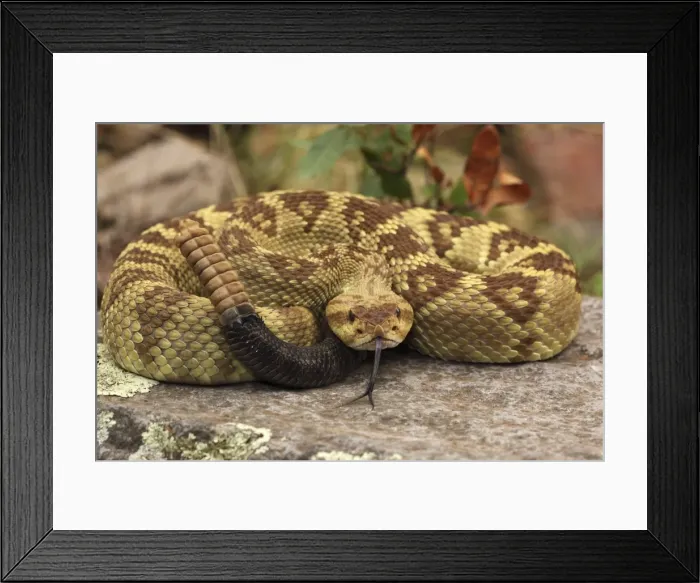 Framed Print : Black-tailed Rattlesnake - coiled showing rattle - smelling or tasting the air with its tongue - Chiricahua Mountains - Arizona - USA - Distribution: Texas -New Mexico and Arizona into central Mexico Framed Print : Black-tailed Rattlesnake - coiled showing rattle - smelling or tasting the air with its tongue - Chiricahua Mountains - Arizona - USA - Distribution: Texas -New Mexico and Arizona into central Mexico