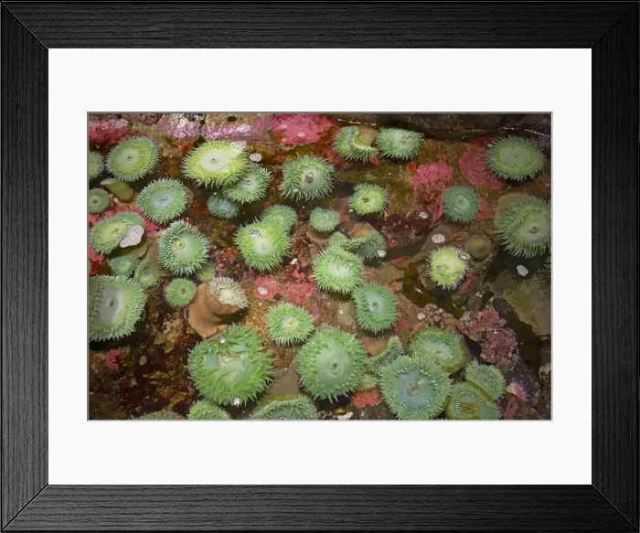 Framed Print : Giant Green Anemone - in Rockpool - Oregon - USA IN000164 Framed Print : Giant Green Anemone - in Rockpool - Oregon - USA IN000164