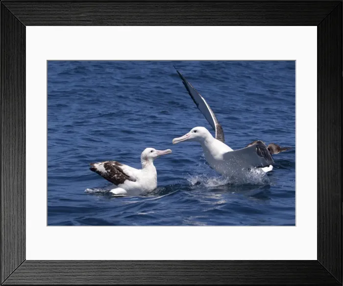 Framed Print : Gibson's Albatross - on the water - the size difference of these two birds is marked. The smaller bird on the left would be a female Gibson's Albatross and the bird on the right a large male Southern Royal Albatross Framed Print : Gibson's Albatross - on the water - the size difference of these two birds is marked. The smaller bird on the left would be a female Gibson's Albatross and the bird on the right a large male Southern Royal Albatross