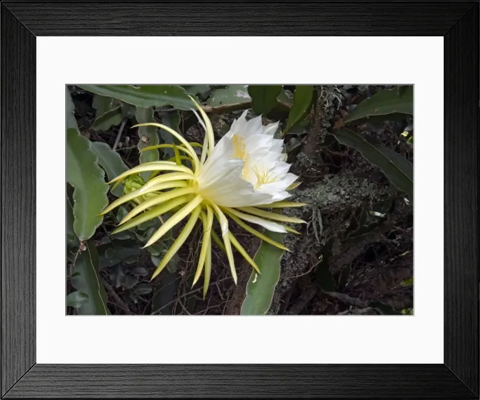 Framed Print : Moon Flower / Night-blooming Cereus / Pitaya / Dragonfruit / Strawberry Pear / Queen of the Night blossom. Native to West Indies, Central America and southern Mexico. Widely cultivated. Grahamstown, Eastern Cape, South Africa Framed Print : Moon Flower / Night-blooming Cereus / Pitaya / Dragonfruit / Strawberry Pear / Queen of the Night blossom. Native to West Indies, Central America and southern Mexico. Widely cultivated. Grahamstown, Eastern Cape, South Africa