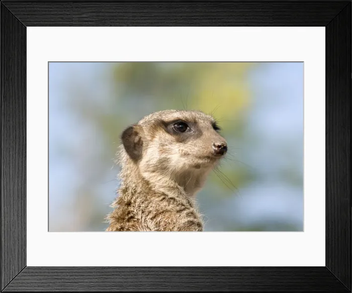 Framed Print : Meerkat / Suricate Framed Print : Meerkat / Suricate