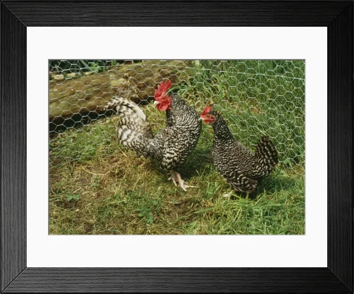 Framed Print : Scots Grey Chicken AP 1369 Pair © Dennis Avon / ardea. com Framed Print : Scots Grey Chicken AP 1369 Pair © Dennis Avon / ardea. com