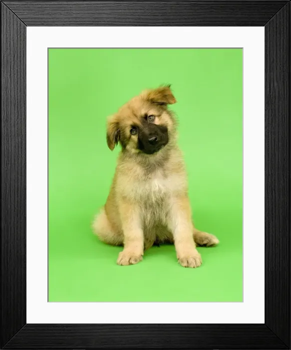 Framed Print : Dog - German Shepherd puppy - tilting head Framed Print : Dog - German Shepherd puppy - tilting head