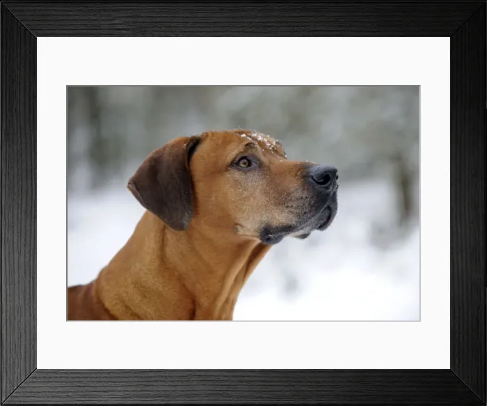 Framed Print : DOG - Rhodesian ridgeback with snow on its face (head shot) Framed Print : DOG - Rhodesian ridgeback with snow on its face (head shot)
