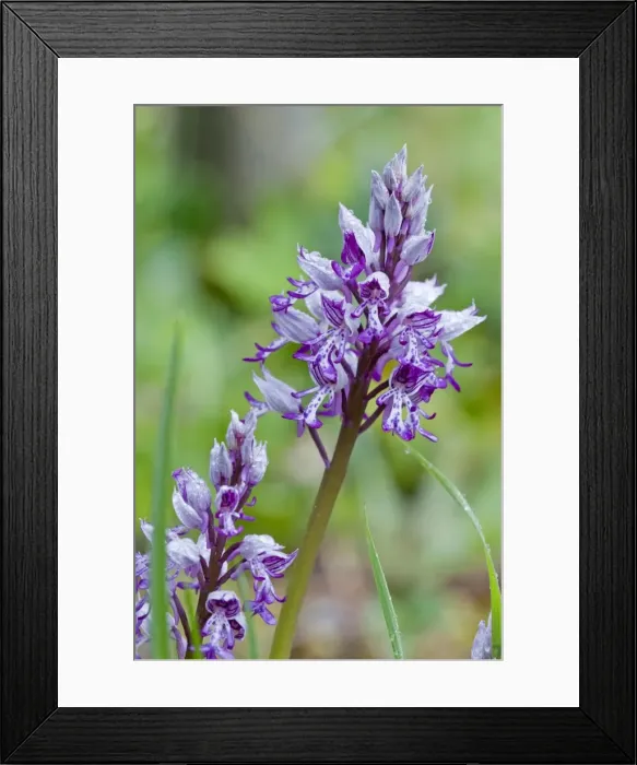 Framed Print : Military Orchid - Rex Graham Reserve - Suffolk - England Framed Print : Military Orchid - Rex Graham Reserve - Suffolk - England