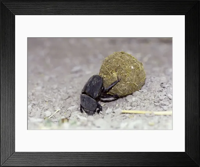 Framed Print : Dung Beetle CRH 910 Rolling ball of dung with hind legs, to burial site where its young will hatch and feed on the dung Nxai Pan, Botswana Coleoptera scarabaeidae © Chris Harvey / ardea. com Framed Print : Dung Beetle CRH 910 Rolling ball of dung with hind legs, to burial site where its young will hatch and feed on the dung Nxai Pan, Botswana Coleoptera scarabaeidae © Chris Harvey / ardea. com