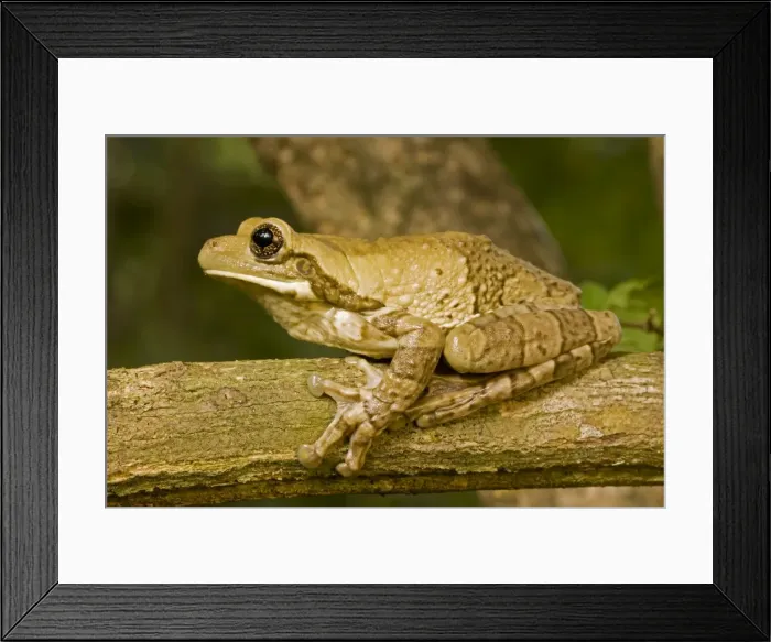 Framed Print : Mexican Masked Treefrog - Costa Rica Framed Print : Mexican Masked Treefrog - Costa Rica
