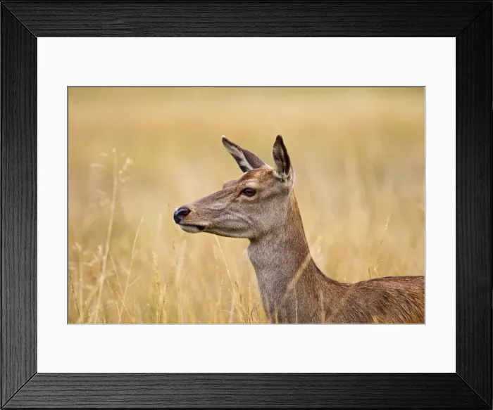 Framed Print : Red Deer - hind - close up - Richmond Park UK 14959 Framed Print : Red Deer - hind - close up - Richmond Park UK 14959